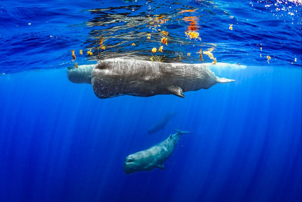 Photograph by Merche Llobera