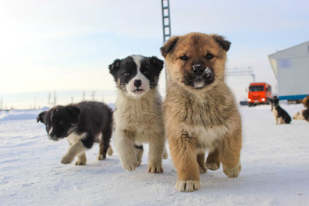 Photograph by Михаил Мархинин