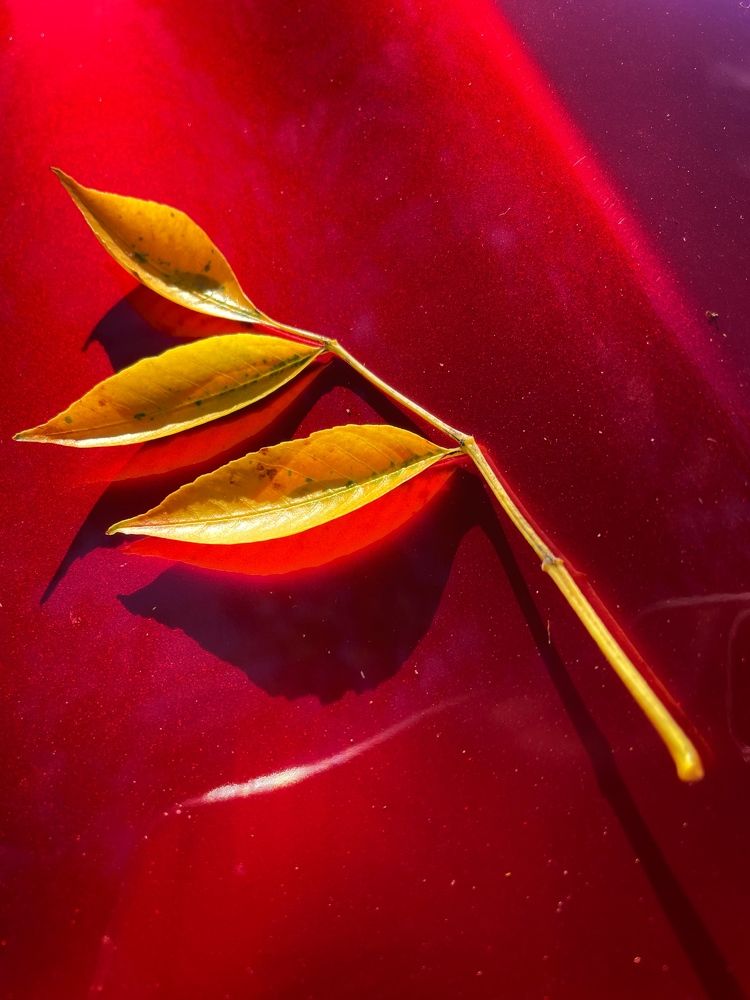 Фотография автора Olga Andriuc