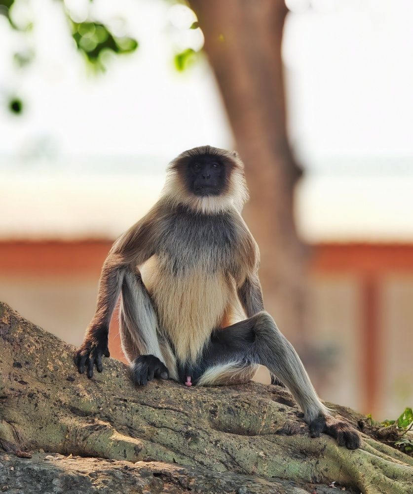 Photograph by Hardeep Solanki