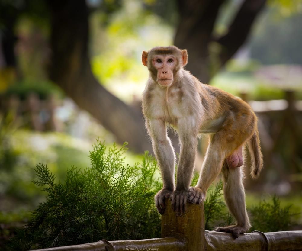 Photograph by  Saurabh