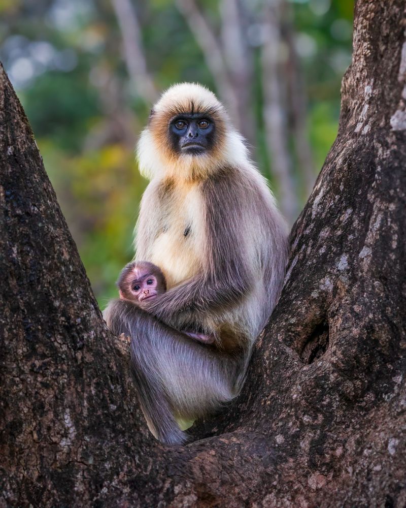 Photograph by Vipin P C