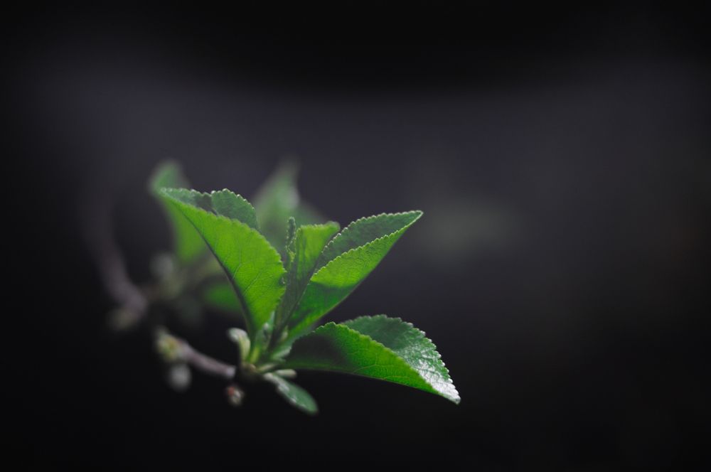 Нежность