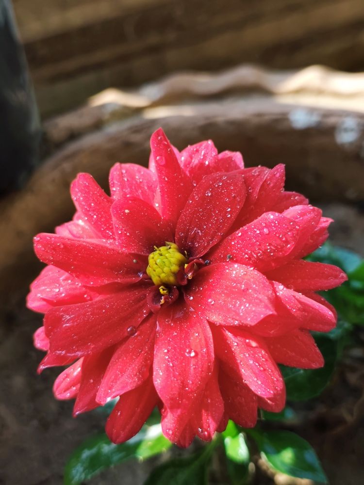 Flower with dew drops lingering on it