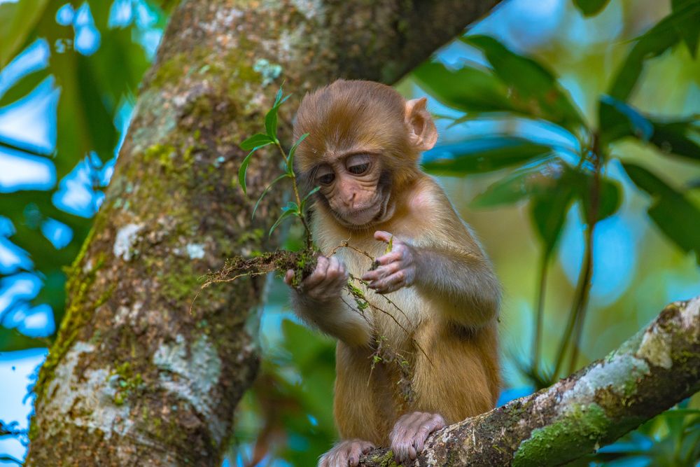 Photograph by Surendra Pradhan