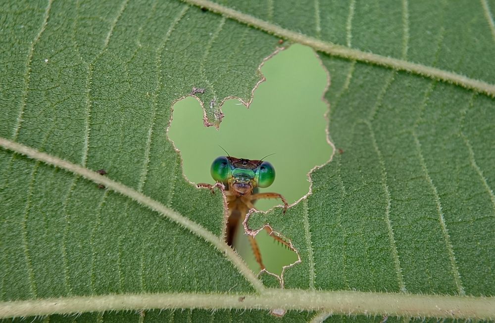 Photograph by Salahuddin Ahmed