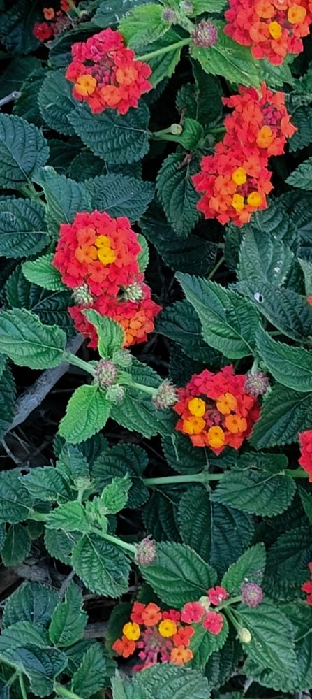 Photograph by Binyamin Waldayes