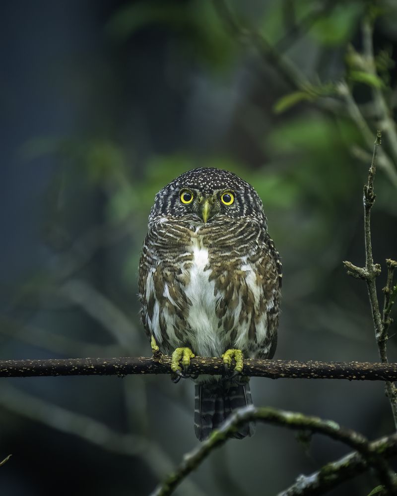 Фотография автора Naveen Kumar