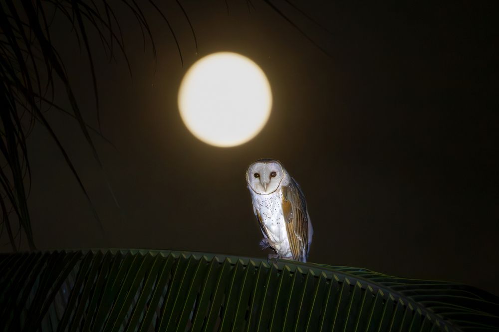 Photograph by Arkachanda Roy