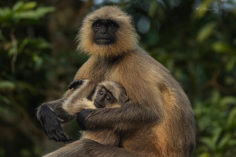 Photograph by Arkachanda Roy