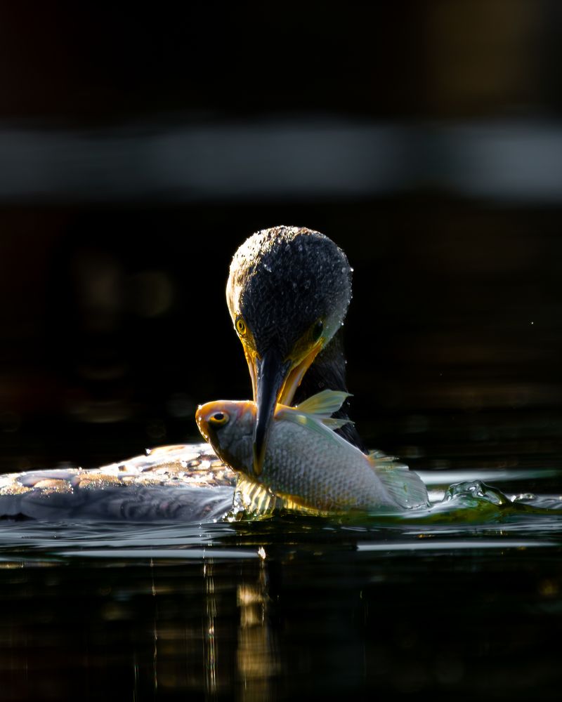 Фотография автора Joshy Varghese