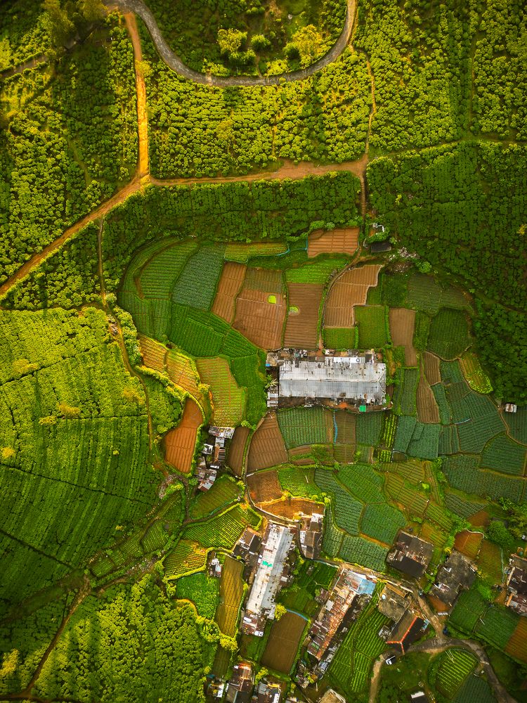 Fields of Nuwara Eliya