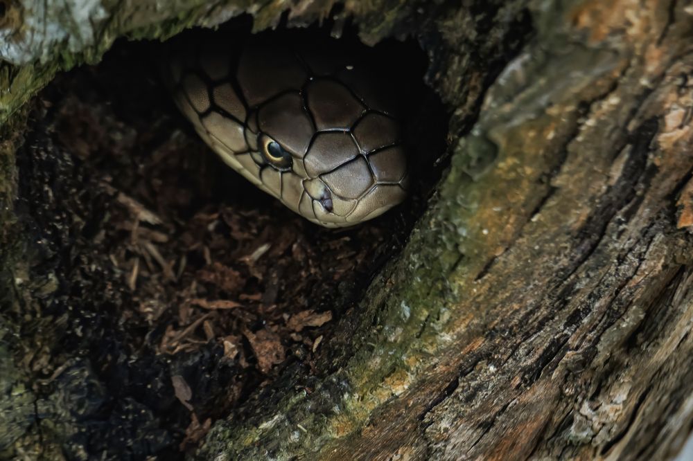 Photograph by Arkachanda Roy