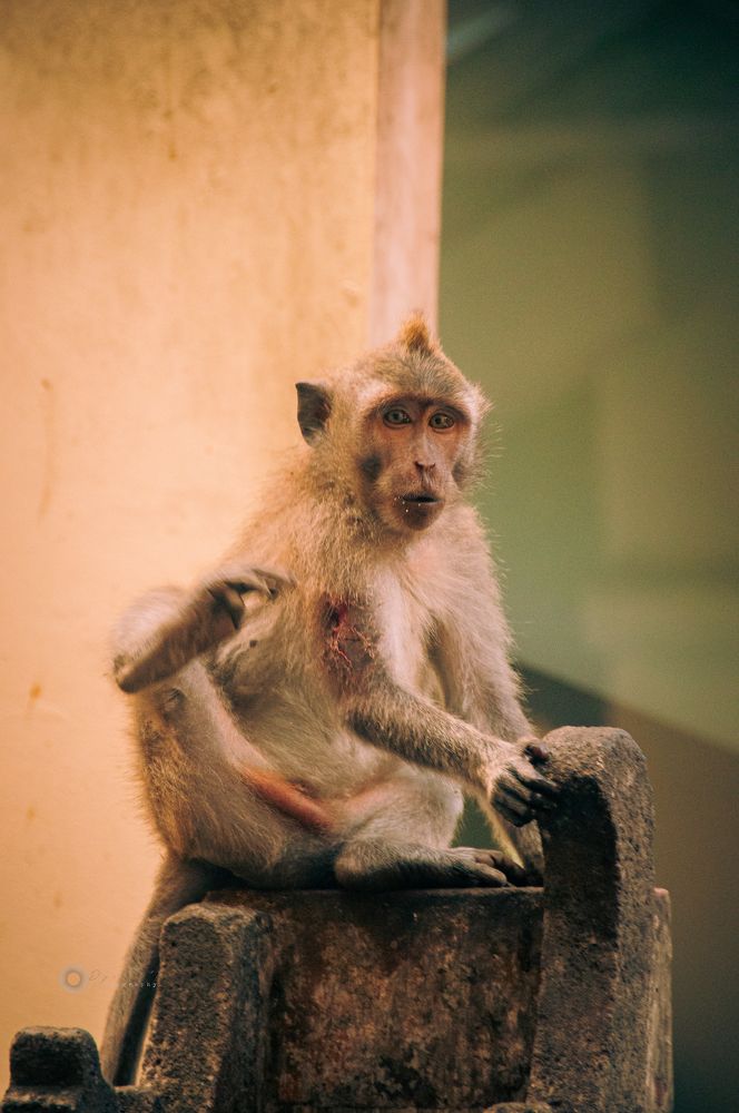 Photograph by Dina Gumanty