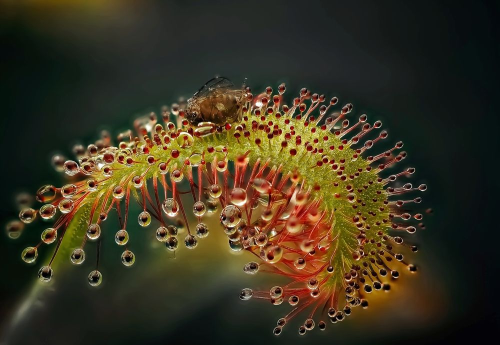 Photograph by Савчук Анатолий