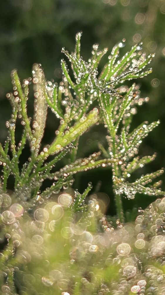 Photograph by Татьяна Пятернёва