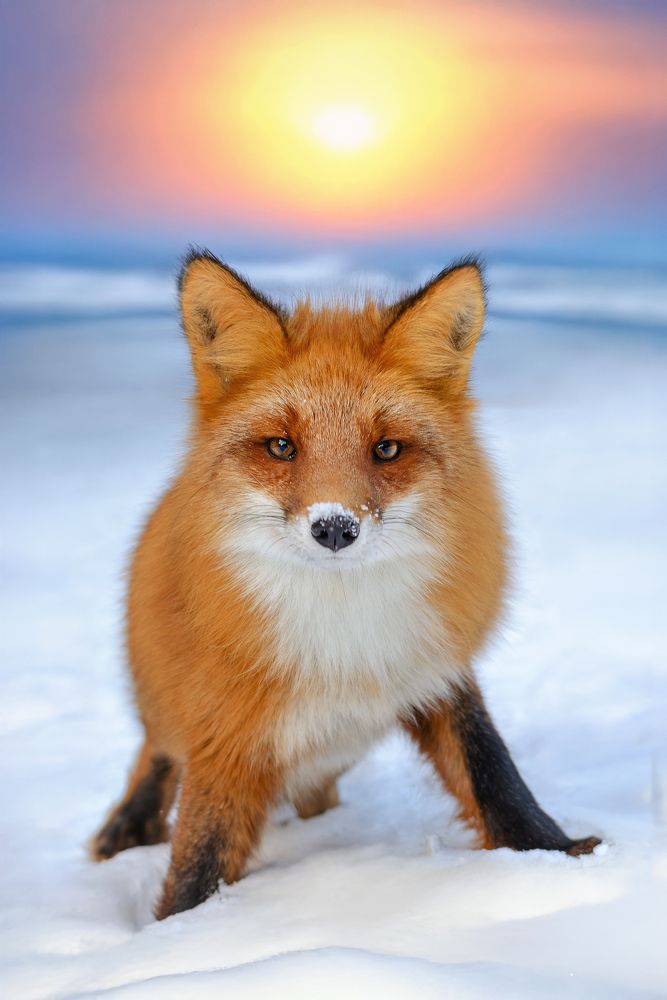 Photograph by Вероника Ливанова