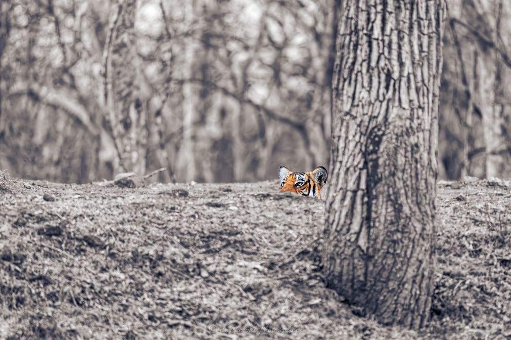 Photograph by Chiranjib Chakraborty