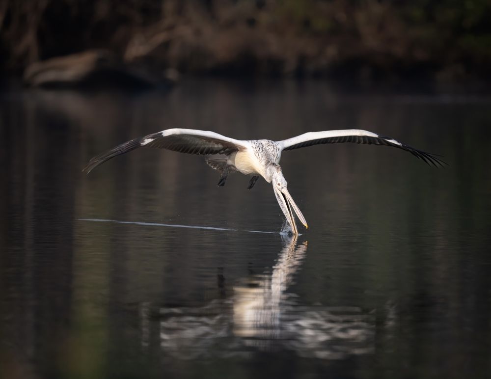 Photograph by Chiranjib Chakraborty