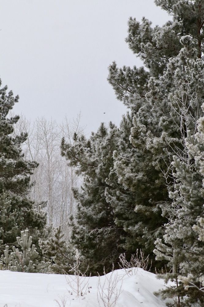 Photograph by Оксана Панина