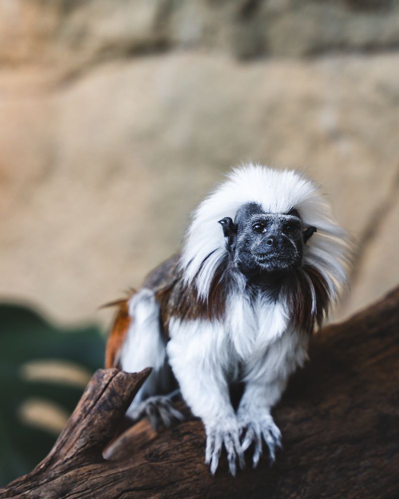 Photograph by Ankit Gupta