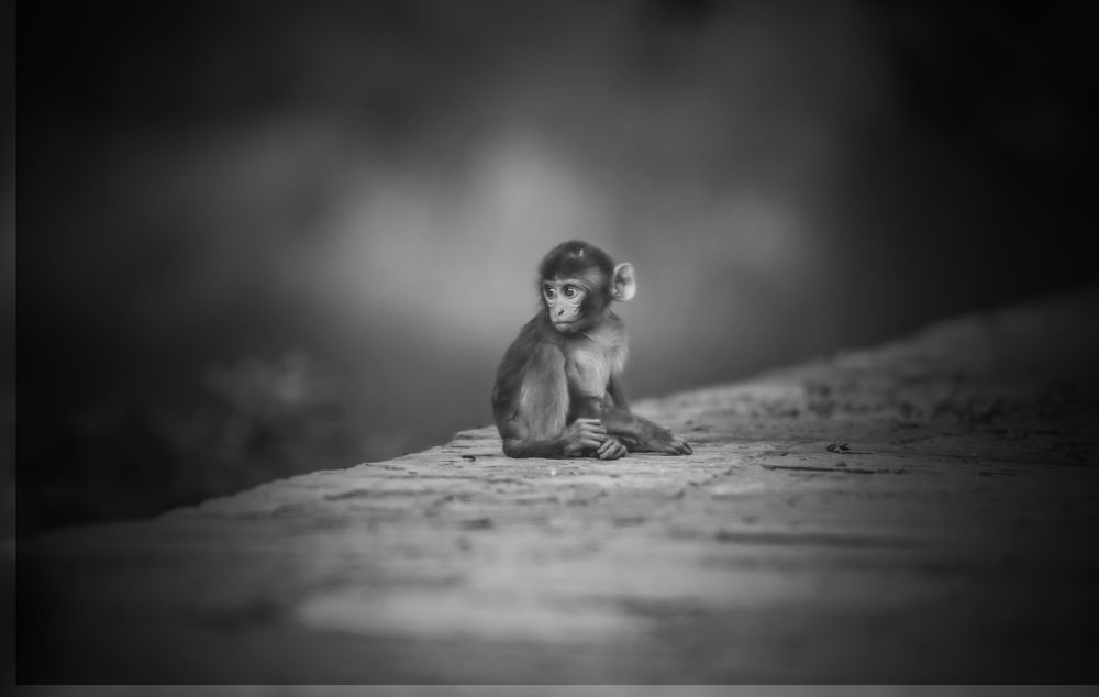 Фотография автора Ankit Gupta