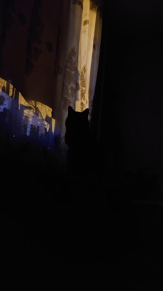 Photo #11746045