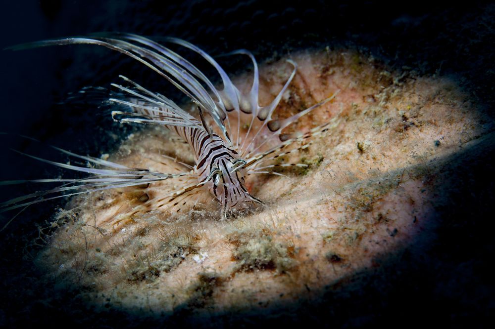 Photograph by Юрий Перевозников