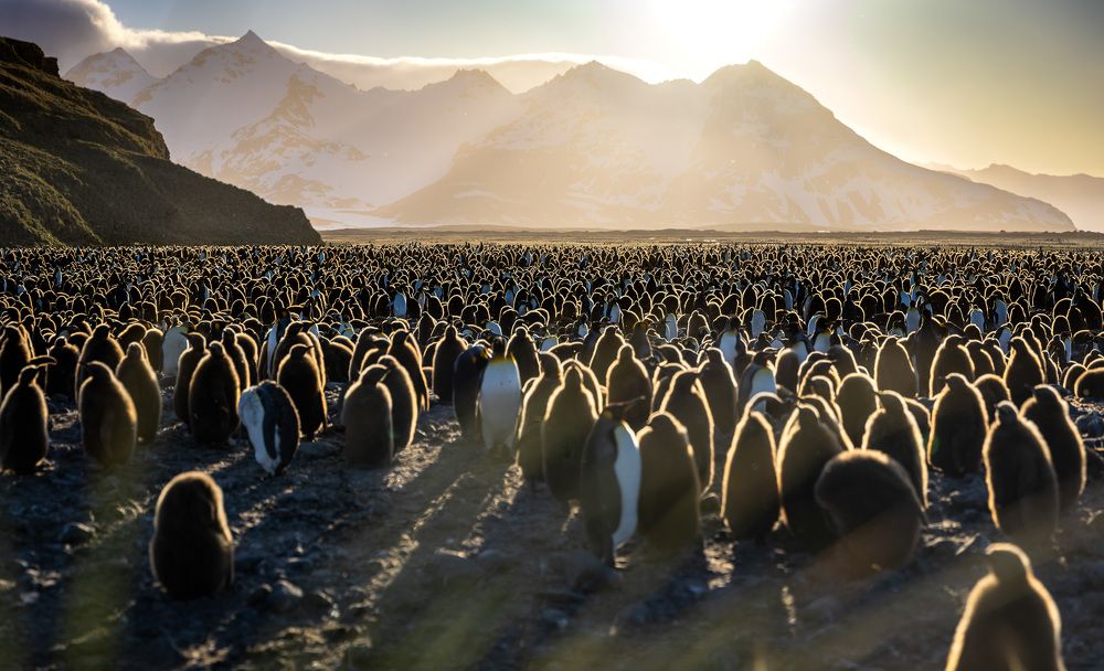 South Georgian Penguins