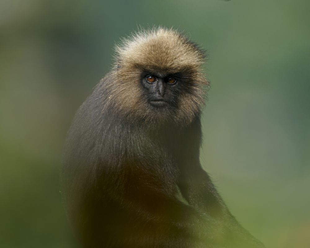 Photograph by Capt. A.P.S. Kumar