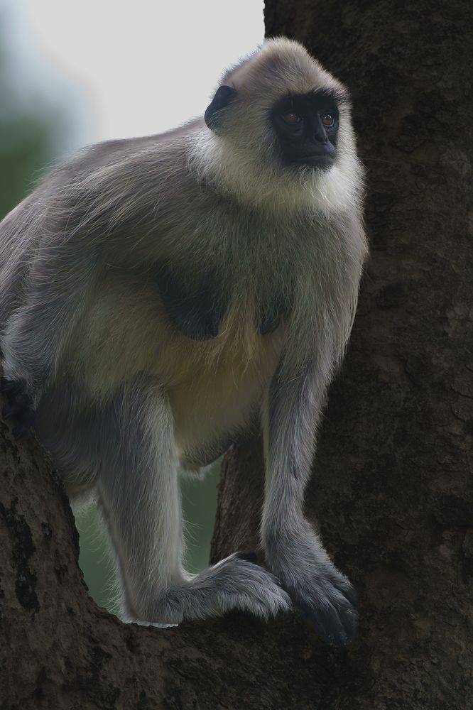 Hanuman Langur