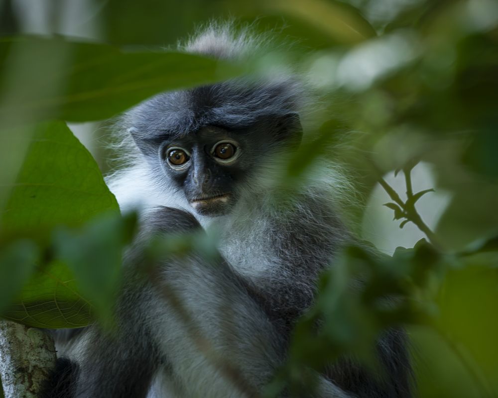 Photograph by Capt. A.P.S. Kumar