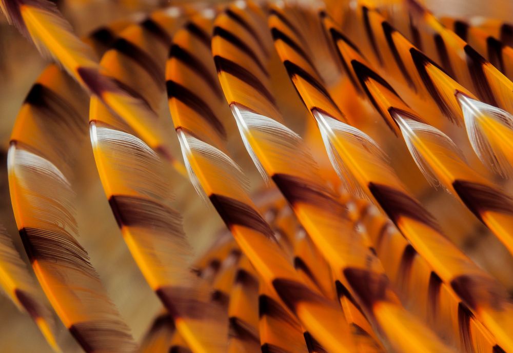 Photograph by Serdar AVCI