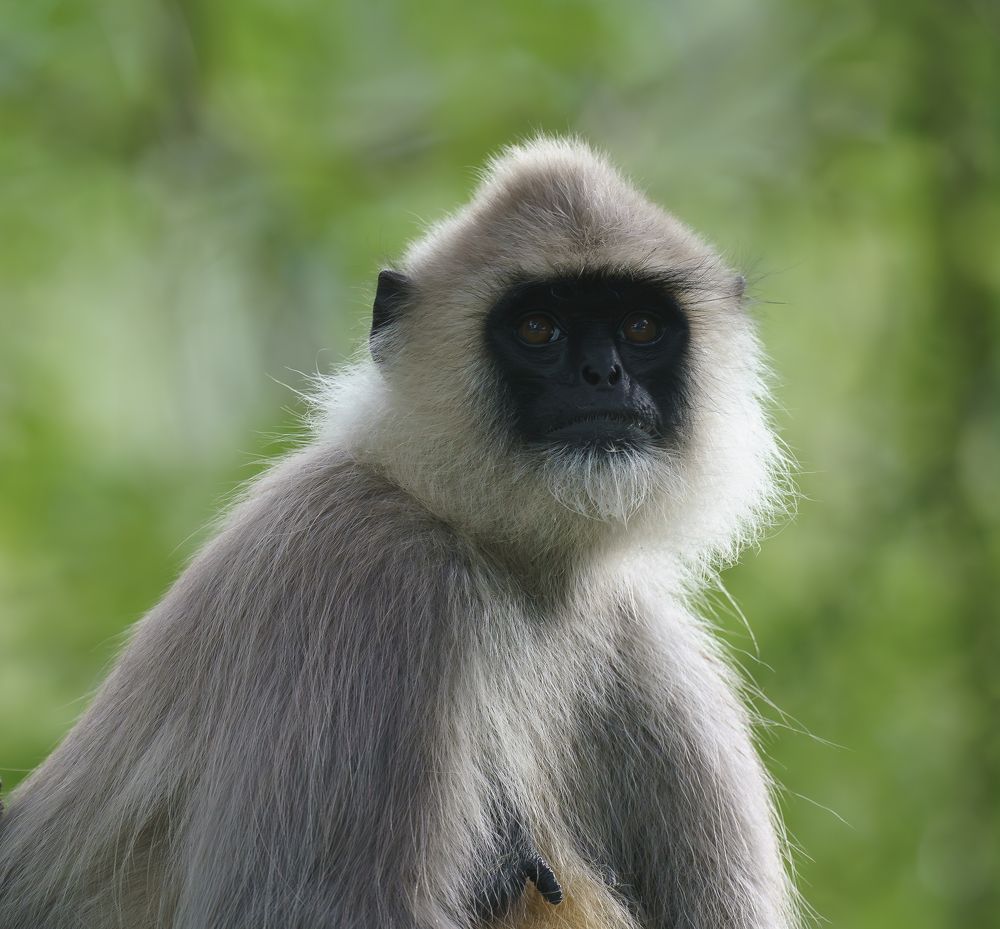 Grey Langur