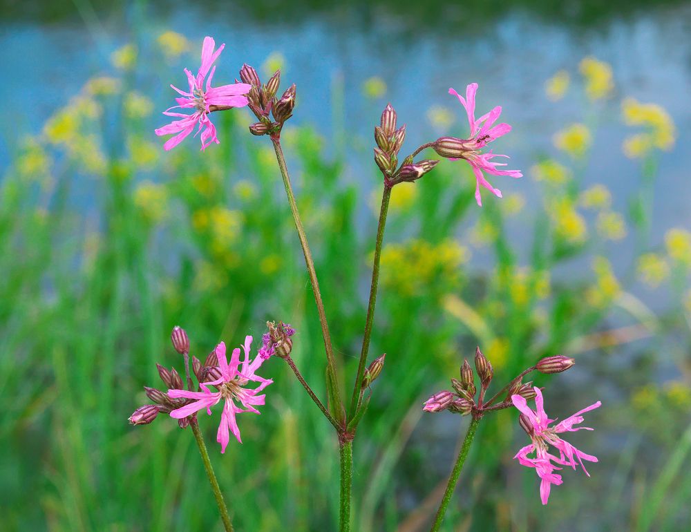 Фотография автора Евгений Трофимов