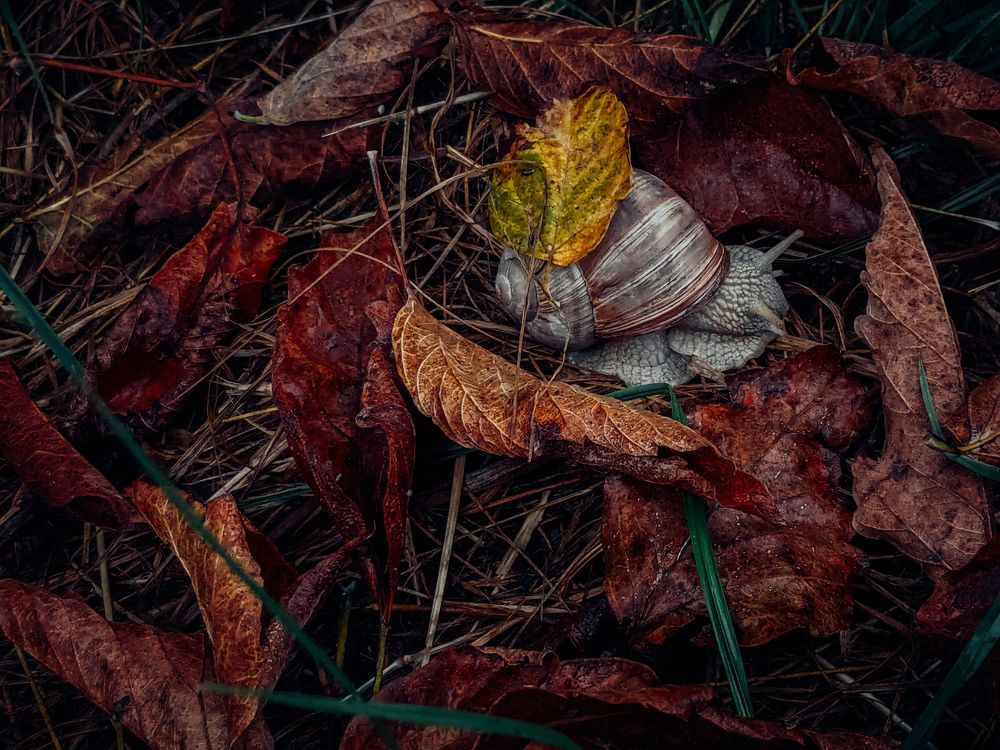 Photograph by Snegana