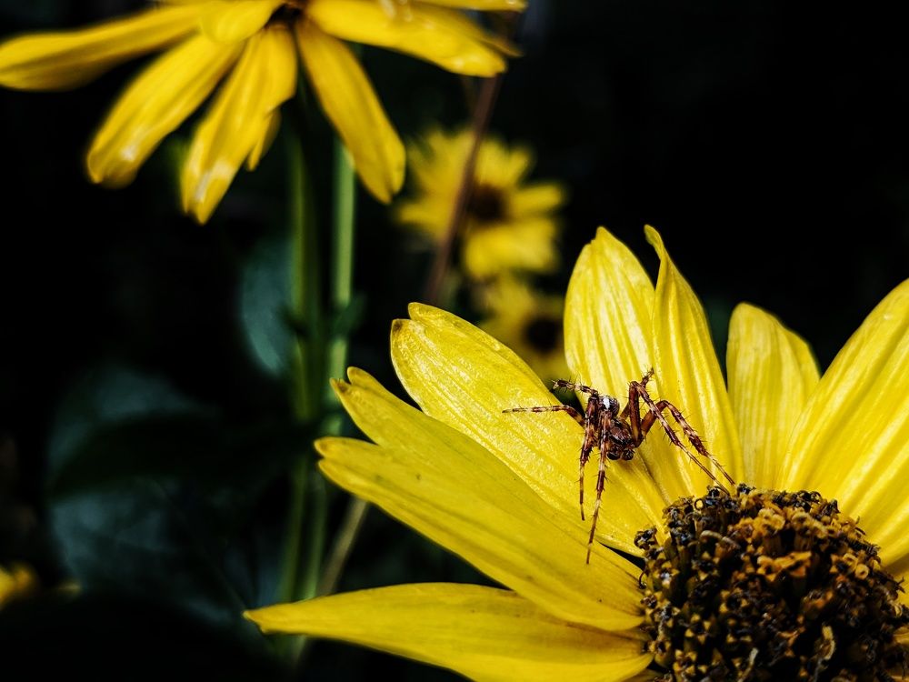 Photograph by Snegana