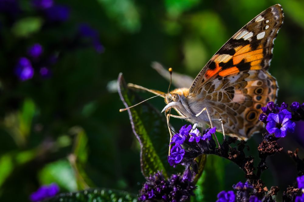 Фотография автора Даниил Берко