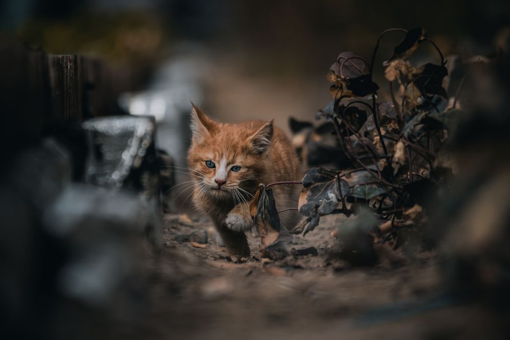 Photograph by Mahdi Reihani Bozorg