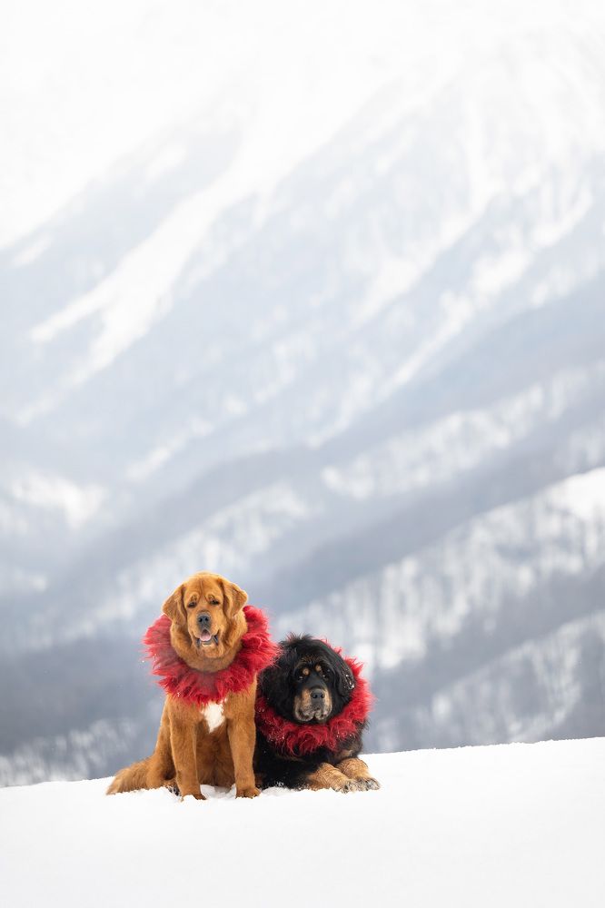 Тибетские мастифы с горах Красной Поляны