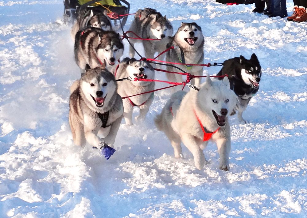 Быстрота и скорость в упряжке