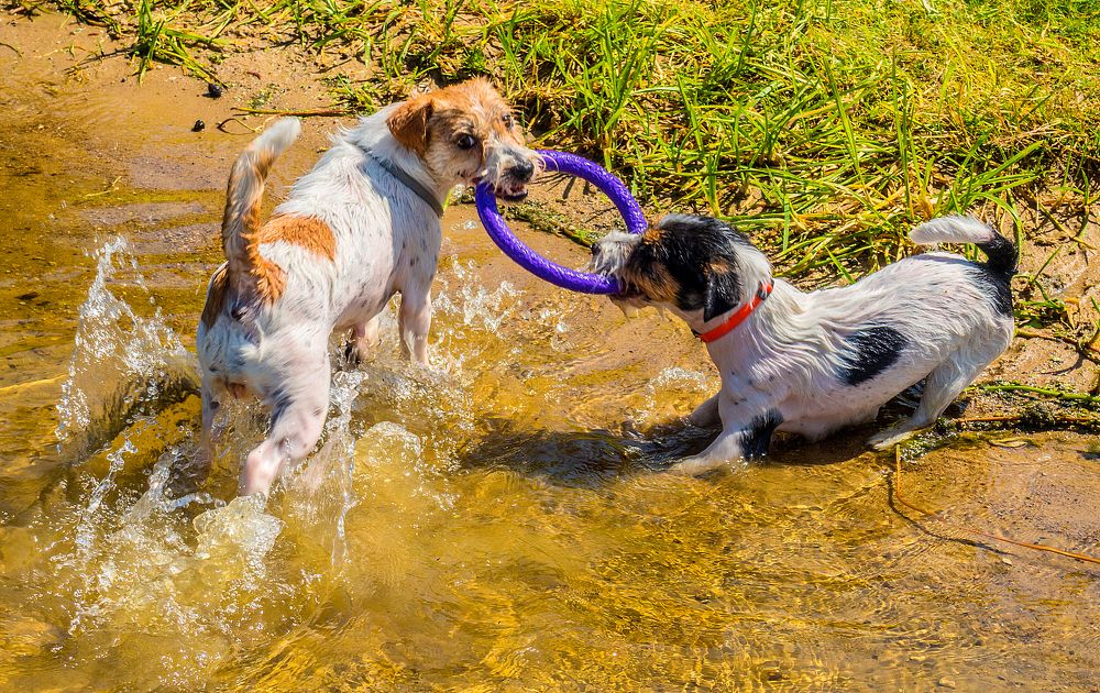 Любимая игрушка на двоих