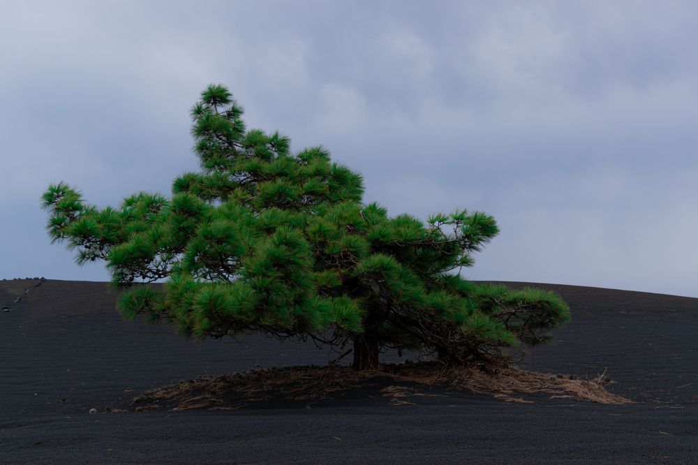 Pino Canario resurge de la cenizas