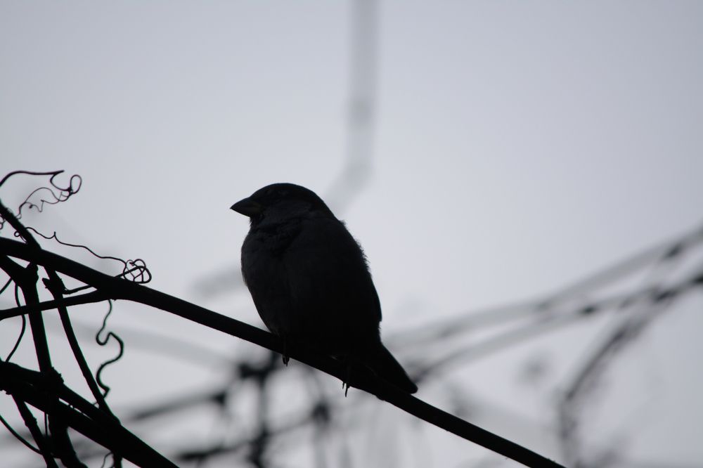 Photograph by Сергей Симаков