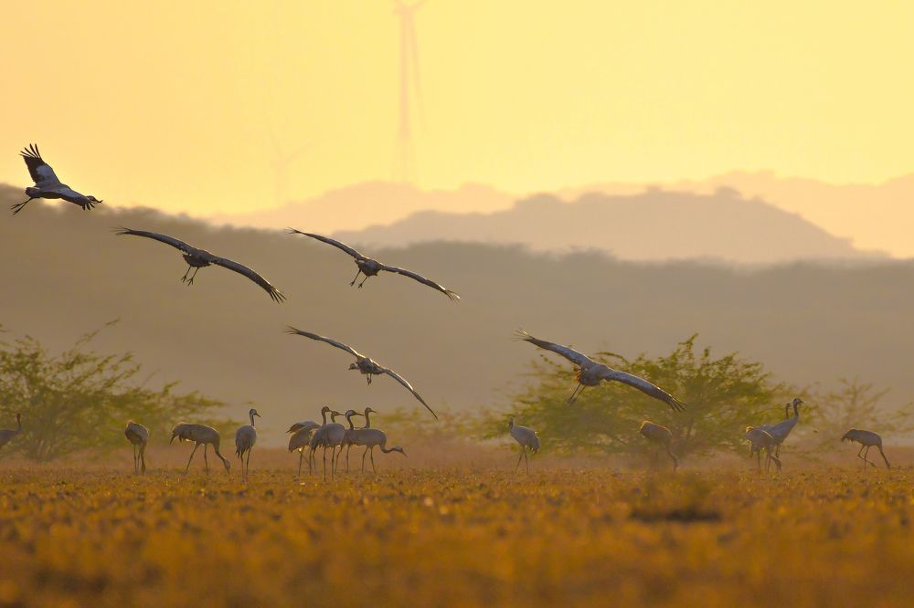 Common cranes