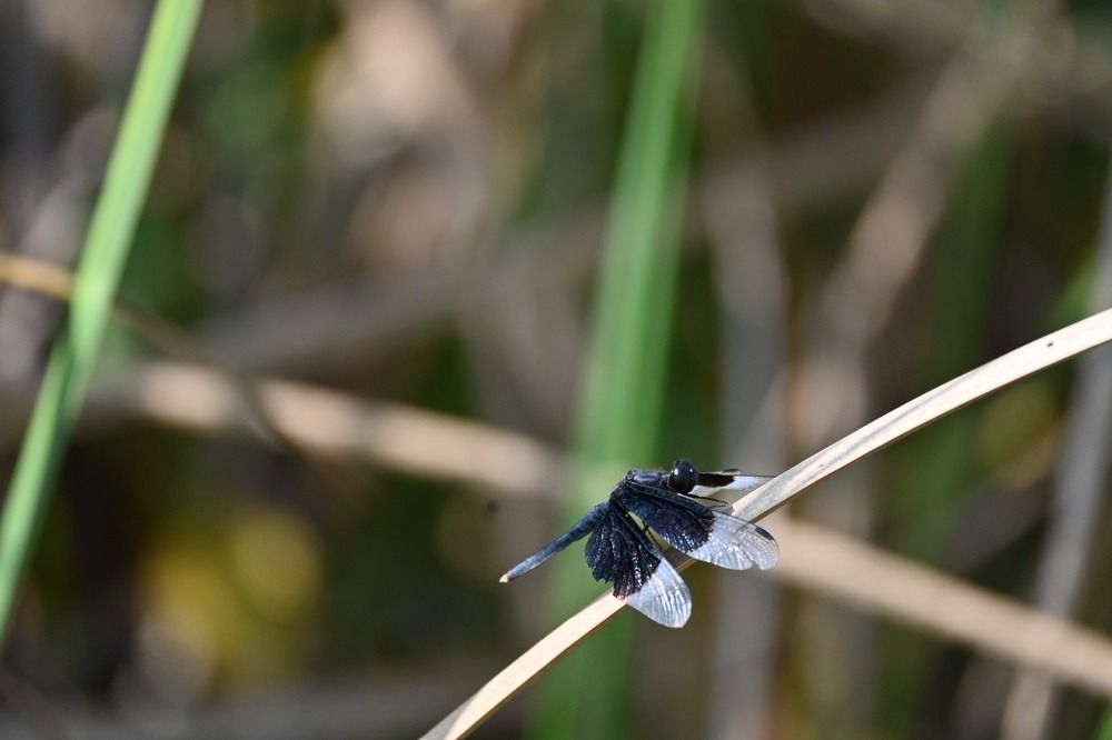 Photograph by Kailas Modak
