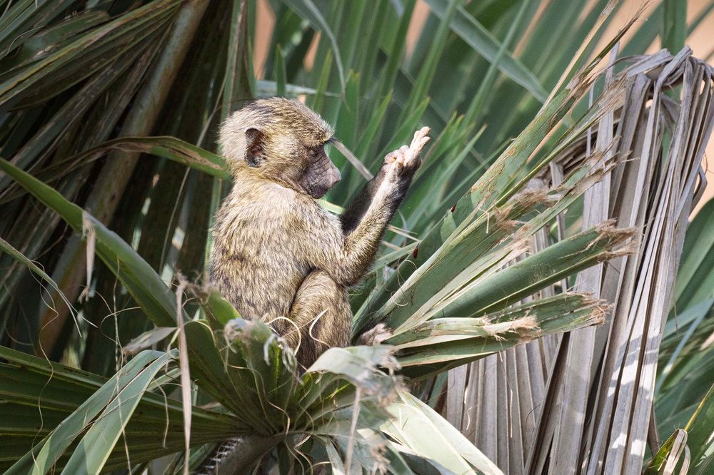 Фотография автора Bhupender Gupta