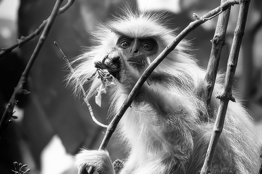 Фотография автора Bhupender Gupta