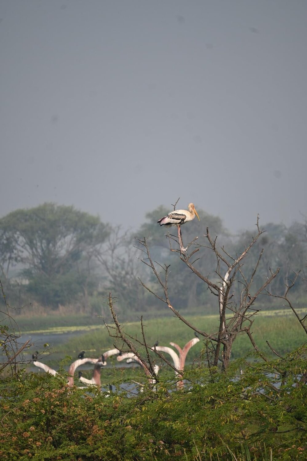 Photo #11747689