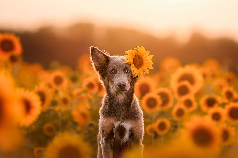 Photograph by Laura Quintanel